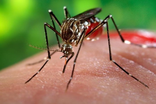 Công bố dịch Zika tại TP.HCM: cách nào để phòng tránh