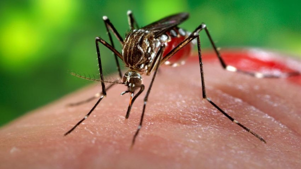 Công bố dịch Zika tại TP.HCM: cách nào để phòng tránh